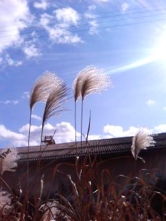 秋から冬へ１ 枯尾花 永遠の嘘をついてくれ