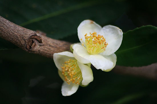 小石川植物園にて_f0030085_1852952.jpg