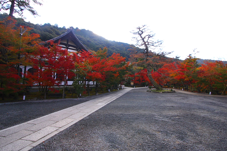 京都の紅葉名所めぐり_e0051888_3335857.jpg