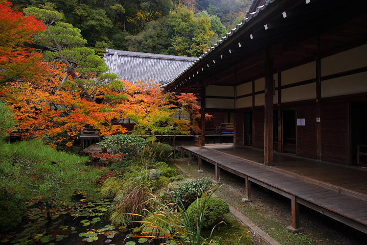 京都の紅葉名所めぐり_e0051888_3345278.jpg