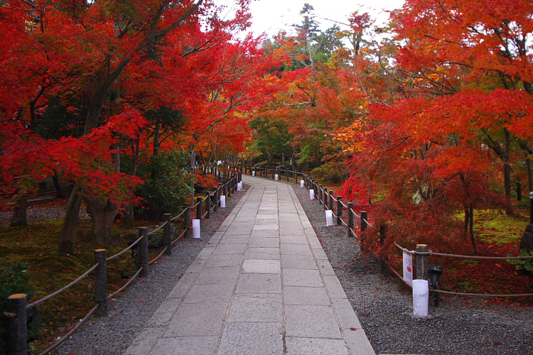 京都の紅葉名所めぐり_e0051888_3352427.jpg