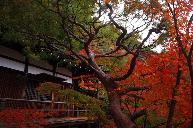 京都の紅葉名所めぐり_e0051888_3363177.jpg
