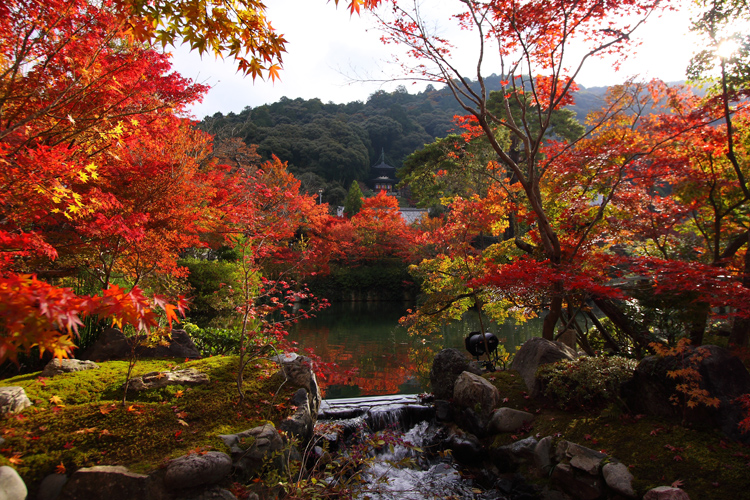 京都の紅葉名所めぐり_e0051888_3382985.jpg