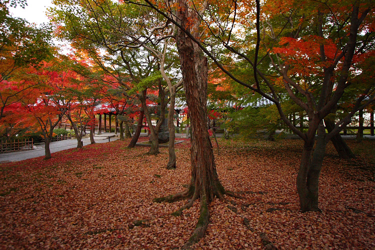 京都の紅葉名所めぐり_e0051888_3392951.jpg
