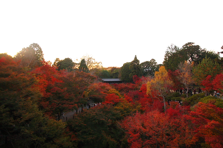 京都の紅葉名所めぐり_e0051888_3404932.jpg