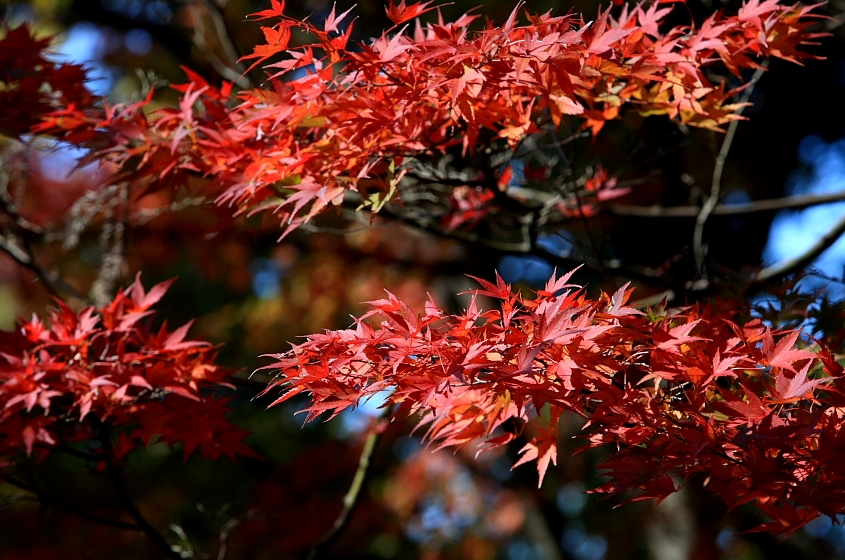 雲興寺の紅葉・・・_e0143590_165138100.jpg