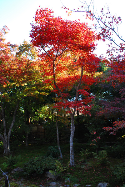 秋-京都　08’　-　宝筐院_c0066392_2125737.jpg