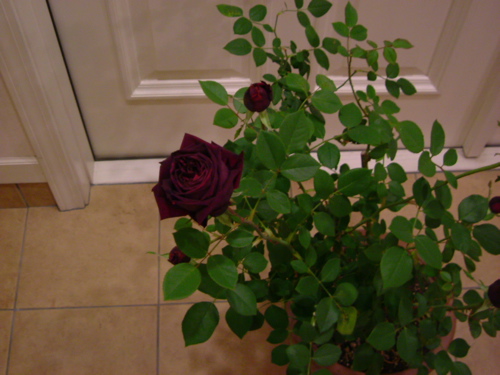e0163202_1746881.jpg