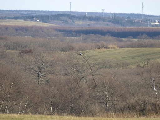f0020302_20341956.jpg