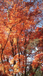 軽井沢にて_d0141903_21573343.gif