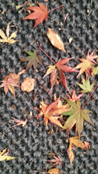 軽井沢にて_d0141903_21592153.gif