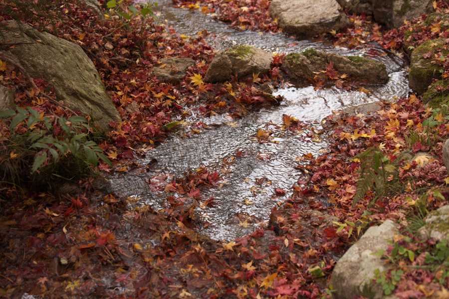 「瑞宝寺公園2008(2)」_b0043304_1284267.jpg