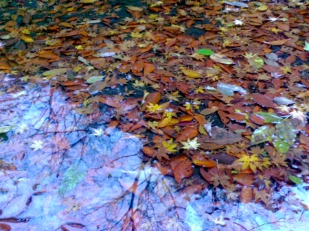 c0052304_1154932.jpg
