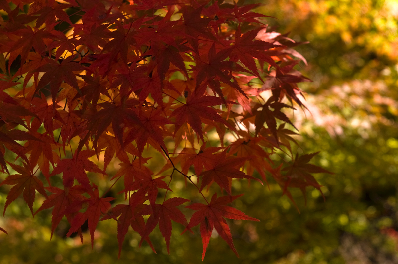 1日目その2～東福寺～_c0169106_14313834.jpg