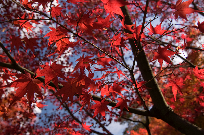 1日目その2～東福寺～_c0169106_14344017.jpg