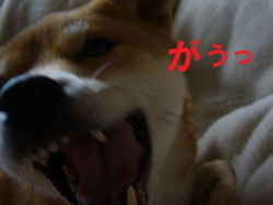e0131506_010869.jpg
