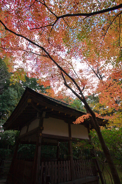 京都上賀茂神社の秋・その１_d0113707_11152515.jpg