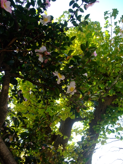 c0156908_23153083.jpg