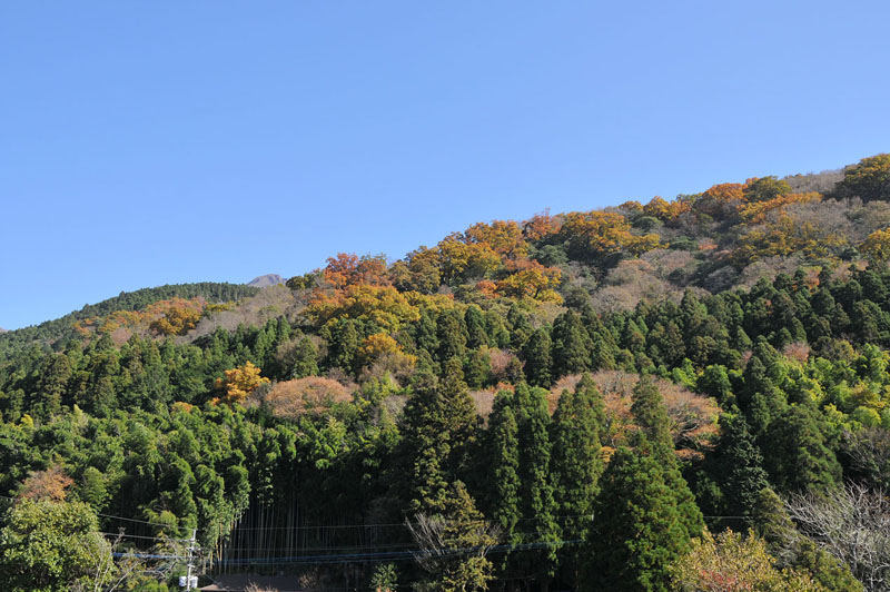 湯布院~九重夢吊り橋~日田の旅_a0042310_20273811.jpg