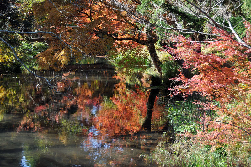 湯布院~九重夢吊り橋~日田の旅_a0042310_20285594.jpg