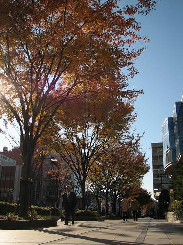 高槻市役所前の紅葉_f0167310_823976.jpg