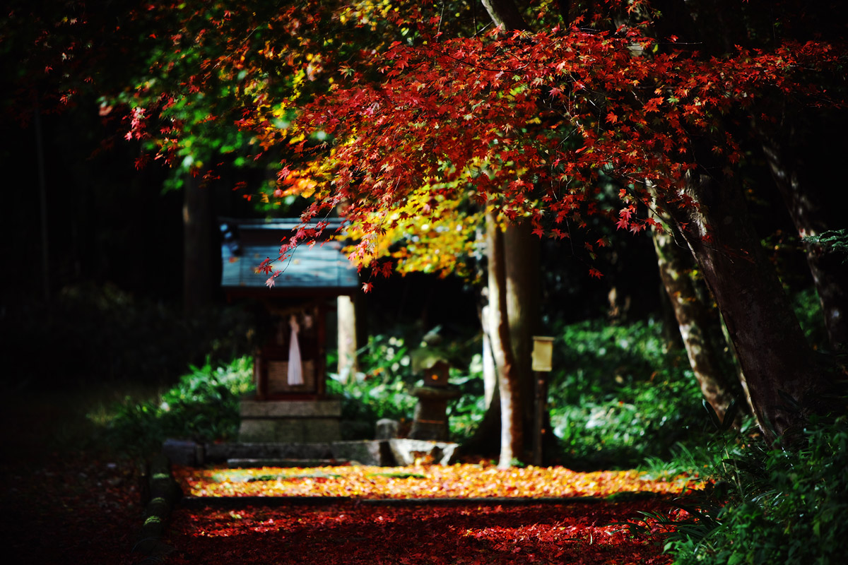 徳源院（清滝寺）の紅葉2008_c0115616_7271049.jpg