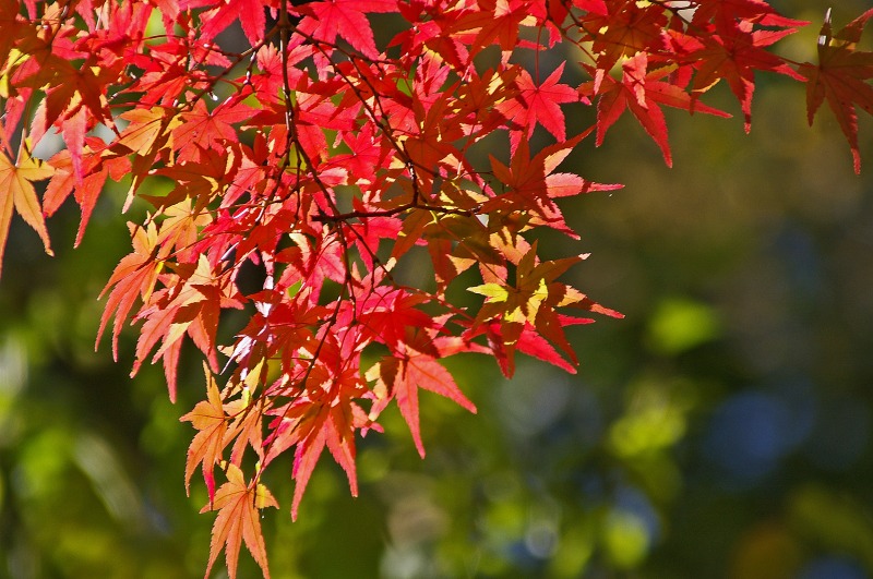 横浜の紅葉　その2_f0173817_16113459.jpg