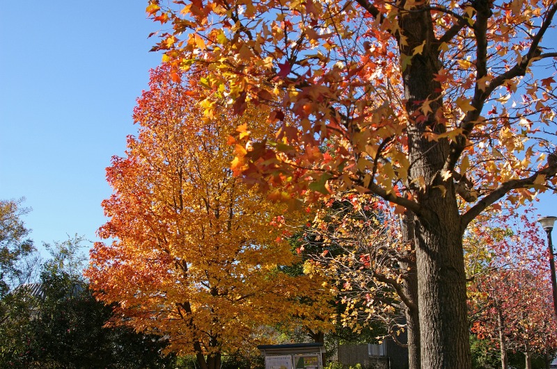 横浜の紅葉　その2_f0173817_1664442.jpg