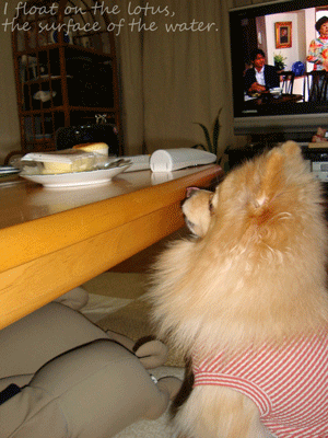 b0075318_14555110.gif