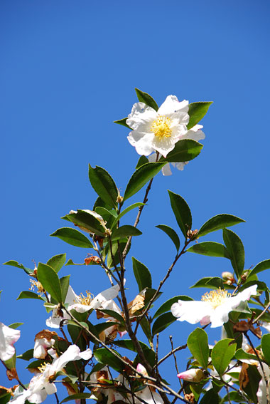 c0016718_0152218.jpg