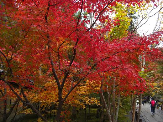 じじばば孝行の旅　～京都紅葉～　（４）_c0005619_17394259.jpg