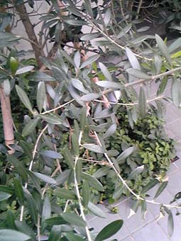 e0158919_22504538.jpg