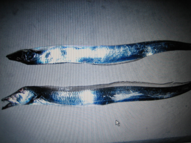 f0190020_16244471.jpg