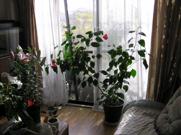 f0128723_1181385.jpg