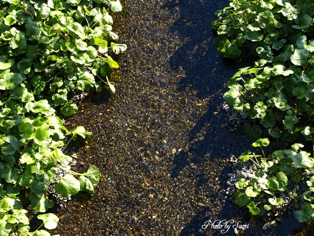c0157624_2143984.jpg