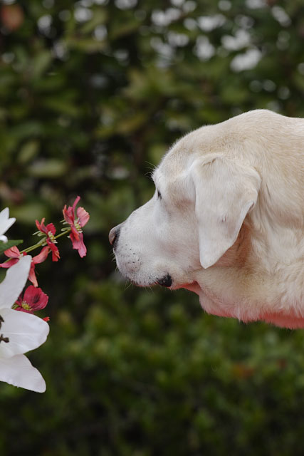 ご長寿犬集合！_c0161624_2121977.jpg