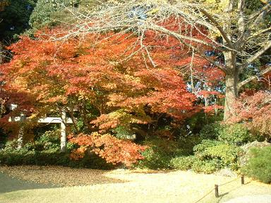 （2） 京都 嵐山・嵯峨野 ～紅葉と大河内山荘～_e0071524_1144211.jpg