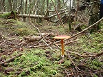 今年の山を振り返って…2_b0133032_22445563.jpg