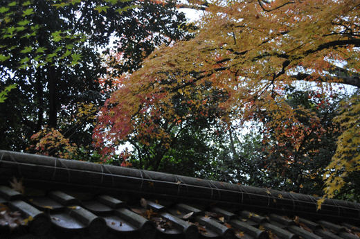 c0093046_7291454.gif