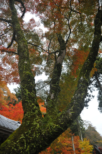 永源寺(2)_c0093046_7293913.gif