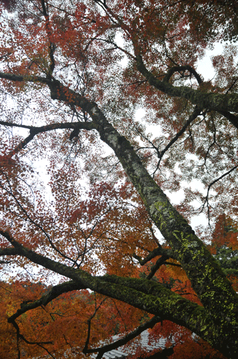 c0093046_730568.gif
