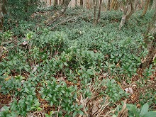d0048350_17453051.jpg