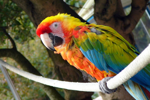 コンゴウインコ ハイブリッド種 今日のトリサン コンゴウインコ ハイブリッド種 今日のトリサン