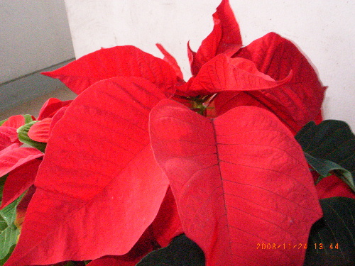 c0050857_14325329.jpg