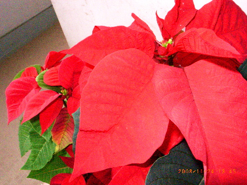c0050857_14332697.jpg