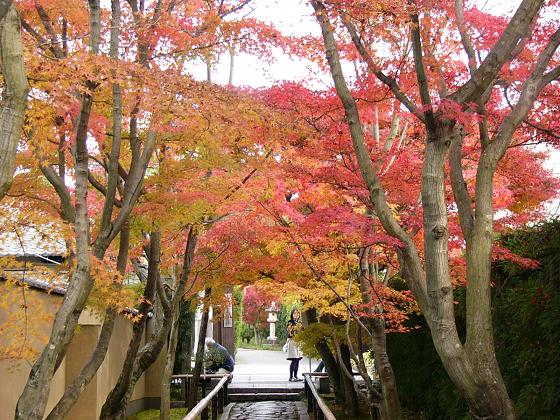 京都・光悦寺参道の紅葉_b0063958_1028673.jpg
