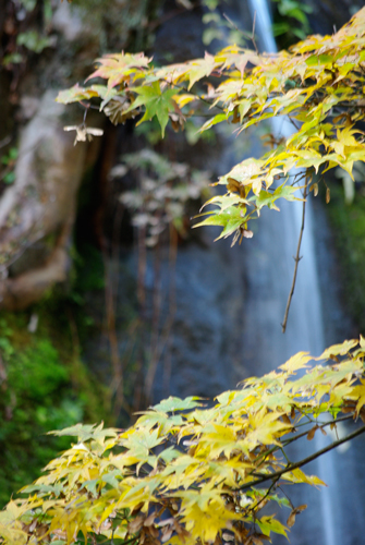 大雄山最乗寺_c0103558_735043.jpg