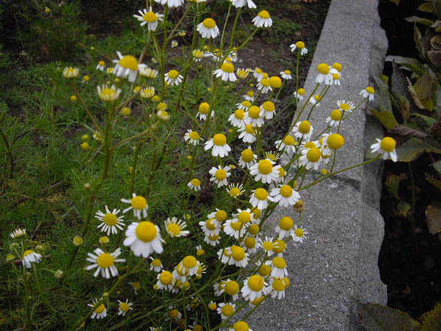 d0116059_21384476.jpg