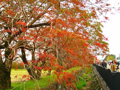 今年の紅葉も見納め・・・　　11/23_f0156960_13535232.jpg