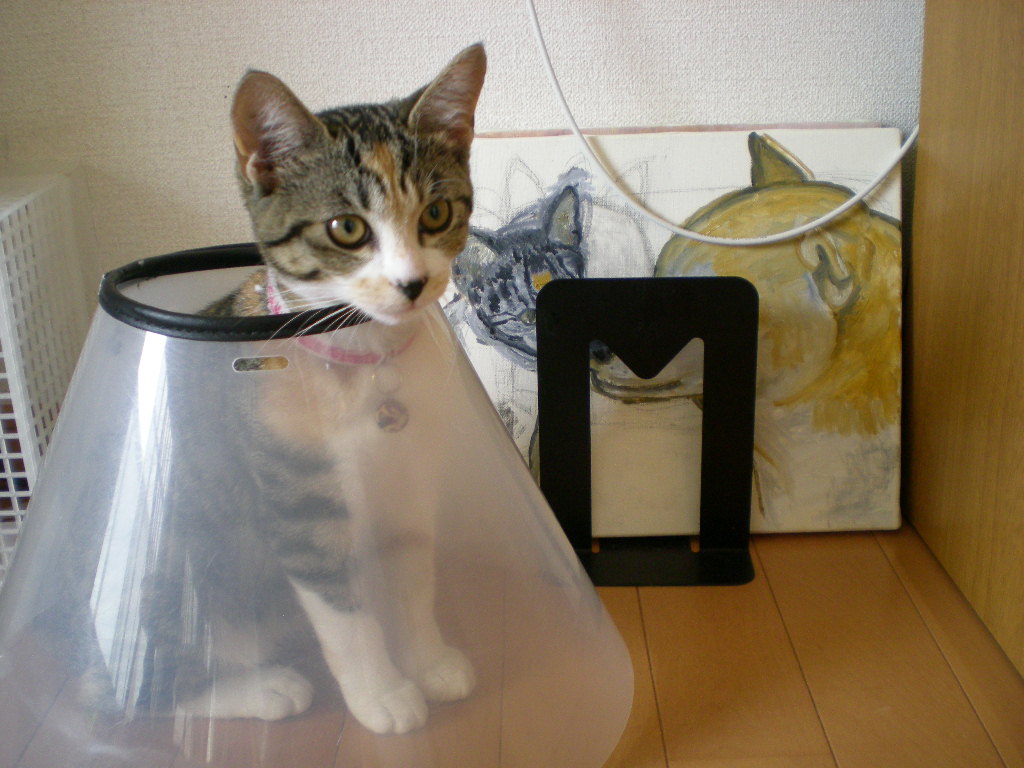 2008年11月24日(月)雨の日には・・・_f0060461_15183965.jpg